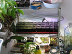 My one shelf which has plants on it