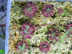 Nest of D.spatulata &quot;kanto&quot; grown under full light (70 watt compact fluorescents)