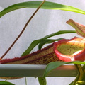 N. ventricosa X maxima pitcher with flared peristome resting on windowsill