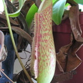 Inflating pitcher of N. ventricosa X maxima