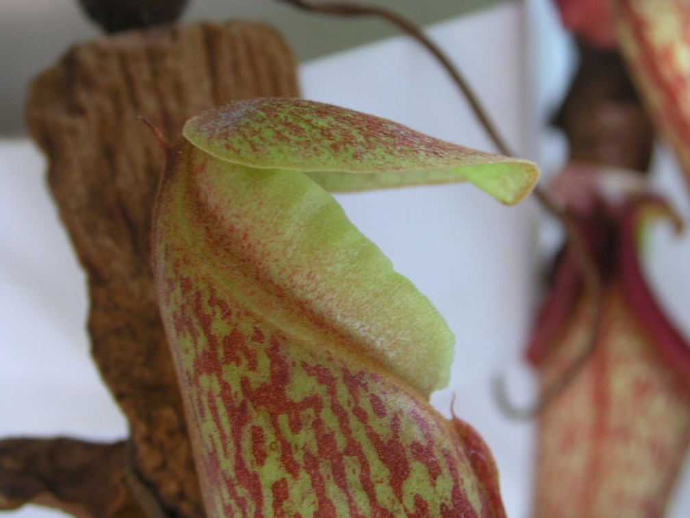 Opening pitcher of N. ventricosa X maxima
