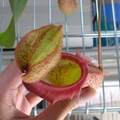 Nepenthes ventricosa X maxima top view