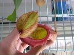 Nepenthes ventricosa X maxima top view