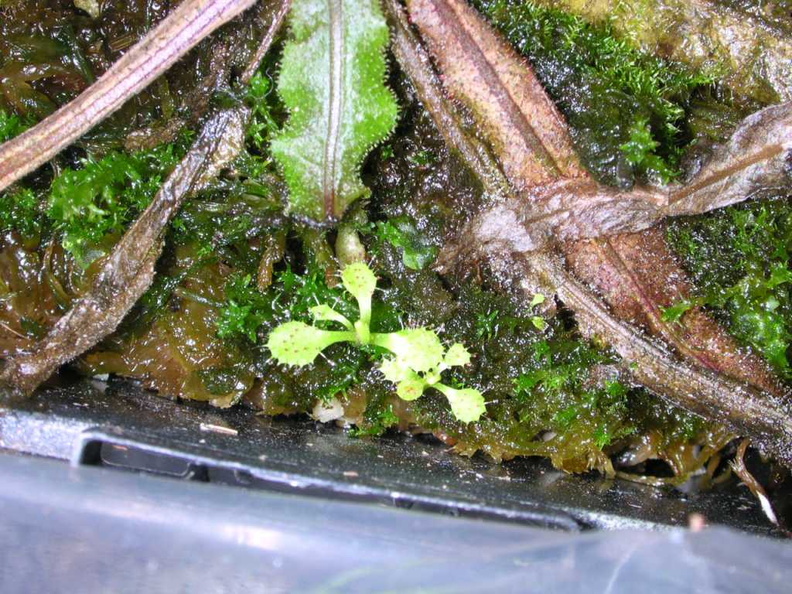 D.adelae plantlets after mite treatment