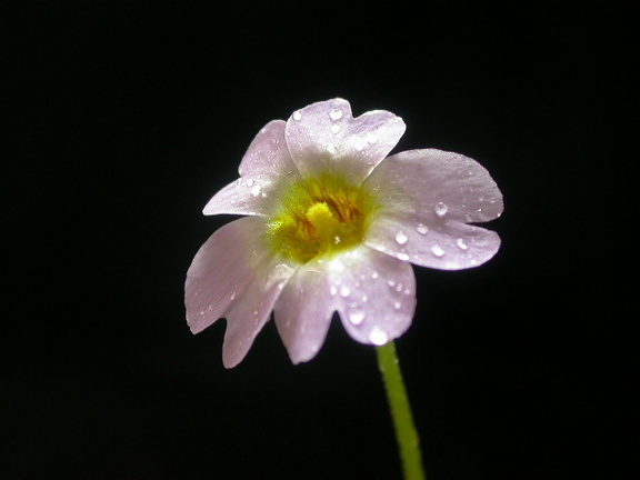 P. primuliflora