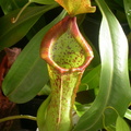 N. x spathulata x maxima
