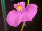 U. longifolia flower