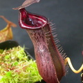 N. x lowii x ventricosa red