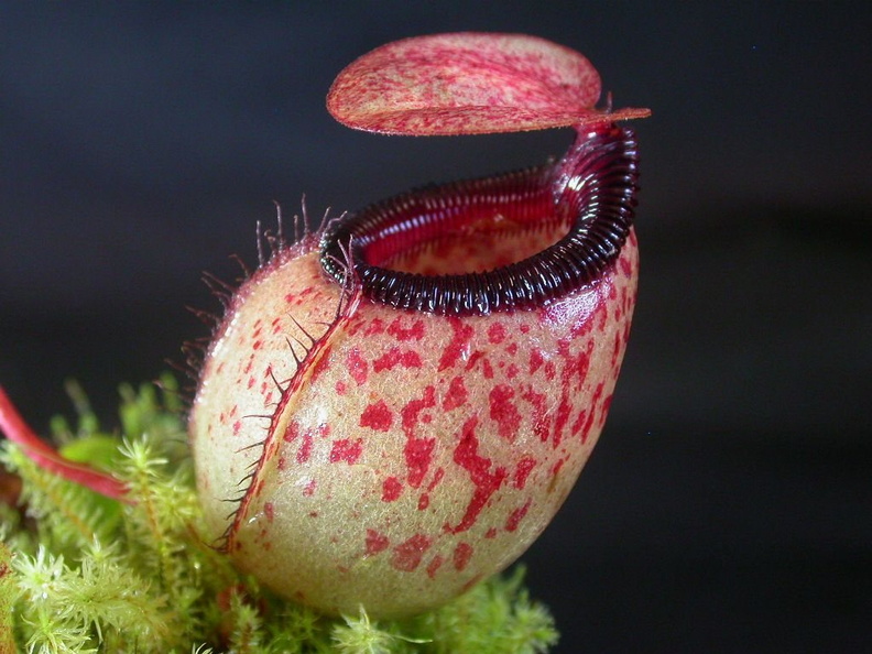 N. sibuyanensis