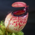 N. sibuyanensis