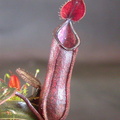 N. muluensis