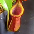 N. macrophylla (Gunung Trusmadi, Sumatra)