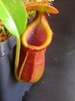 N. macrophylla (Gunung Trusmadi, Sumatra)