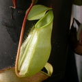 N. merrilliana