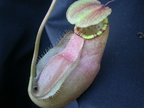 N. sumatrana