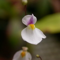 U. blanchetii white