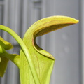 oreophila x minor