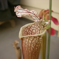Leucophylla_Pitcher.jpg
