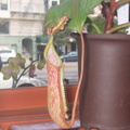 N. sanguinea/fusca? pitcher