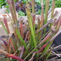 Sarracenia rubra ssp. gulfensis