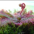 Drosera brevifolia 'Hamstead Co. Fl'