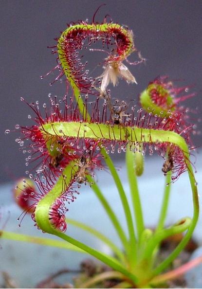 Drosera_capensis_'typical]