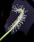 Drosera capensis 'alba'
