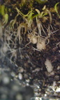 Utricularia graminifolia growing media cross section
