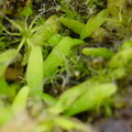 graminifoliafoliage