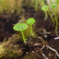 Utricularia pubescens