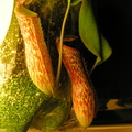 March 16th 2004 -- Nepenthes hybrid from Gubler's Orchids