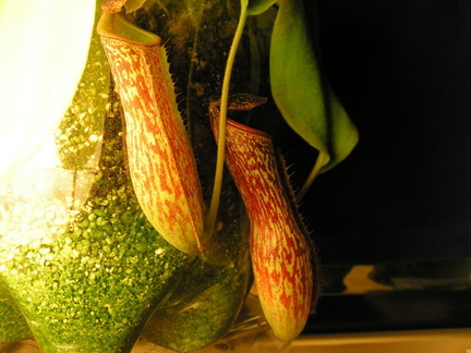 March 16th 2004 -- Nepenthes hybrid from Gubler's Orchids