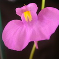 2004 1 28 U longifolia flower 049