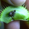BeetleTryingEscape1