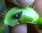 BeetleTryingEscape1
