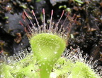 Burmanii green closeup