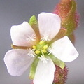 Burmanni flower