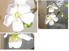 D Binata flowers Combine