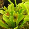 Dionaea muscipula Sharks tooth 062903 2