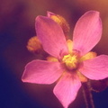 Drosera aff natalensis flower 012404 2