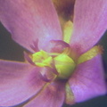Drosera aff natalensis flower 012504 1