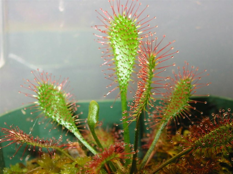 Drosera_anglica_Ivan_Snyders_temperate_form_071503_1.jpg
