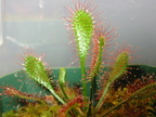 Drosera anglica Ivan Snyders temperate form 071503 1