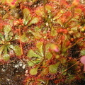 Drosera biflora in flower 062903 1