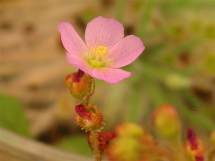 Drosera biflora in flower 071503