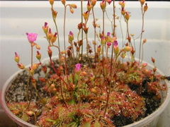 Drosera biflora in flower 072303 1