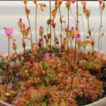 Drosera biflora in flower 072303 1