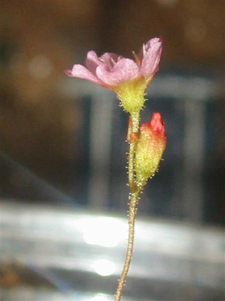 Drosera biflora uncertain flower 008