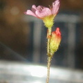 Drosera biflora uncertain flower 008