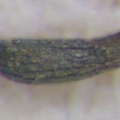 Drosera capensis seed testa scan 50x
